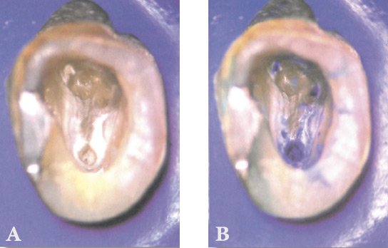 الفوائد والاستخدامات